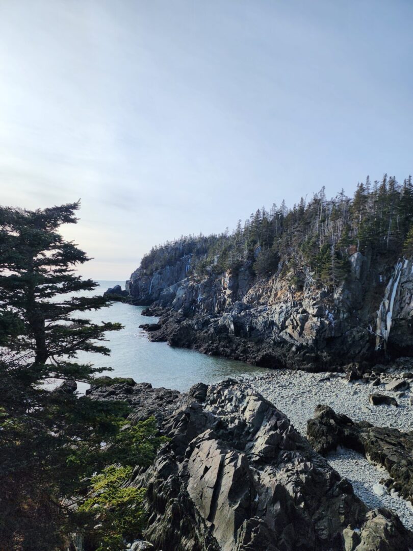 A view of the ocean and trees from above.